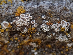 Myriolecis semipallida