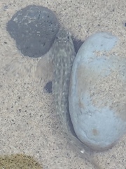 Parablennius parvicornis