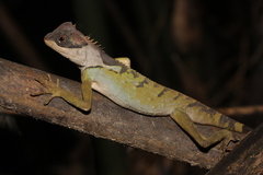 Acanthosaura lepidogaster