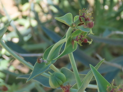 author not stated, no rights reserved Euphorbia monteiroi, photograph author not stated, no rights reserved