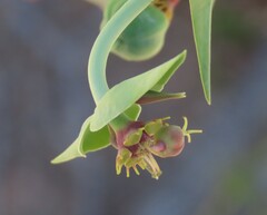 author not stated, no rights reserved Euphorbia monteiroi, photograph author not stated, no rights reserved