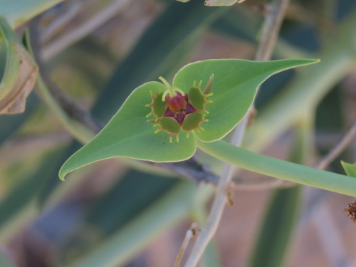 Euphorbia monteiroi, photograph 6