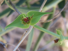 author not stated, no rights reserved Euphorbia monteiroi, photograph author not stated, no rights reserved