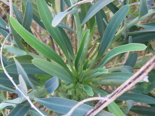 Euphorbia monteiroi, photograph 1
