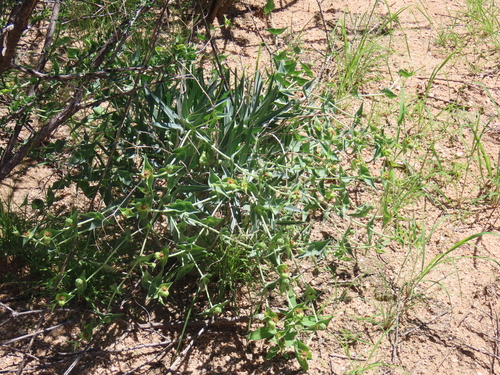 Euphorbia monteiroi, photograph 2