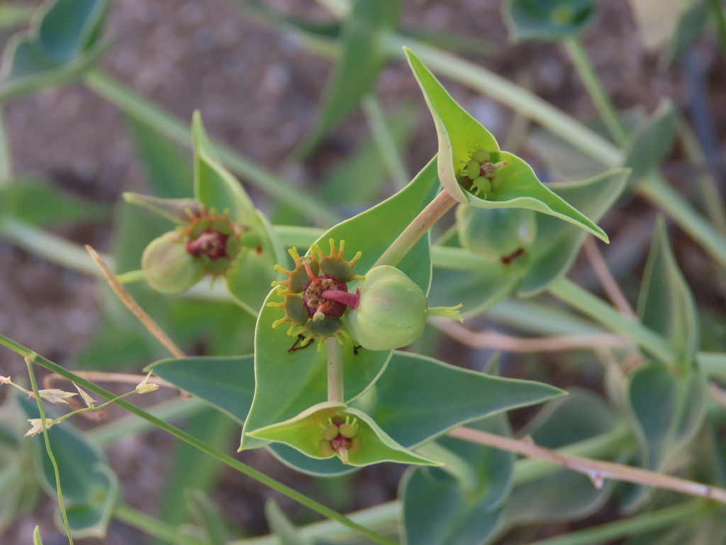 Euphorbia monteiroi; photograph author not stated, no rights reserved