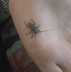 Aegomorphus clavipes