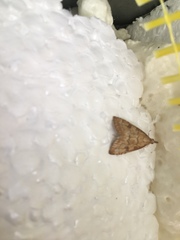 Udea fulvalis