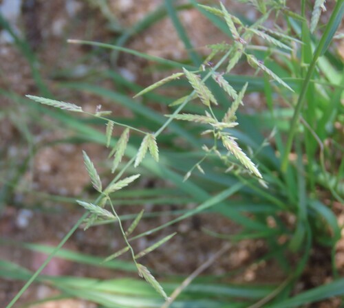 Image of Eragrostis nindensis by no rights reserved