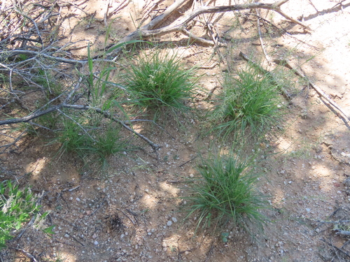 Image of Eragrostis nindensis by no rights reserved