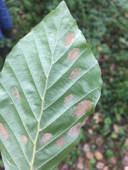 Aceria nervisequa