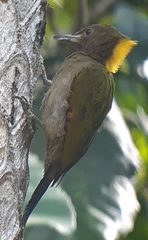 Chrysophlegma flavinucha