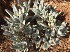 Kalanchoe tomentosa