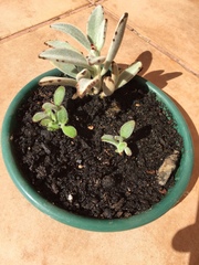 Kalanchoe tomentosa