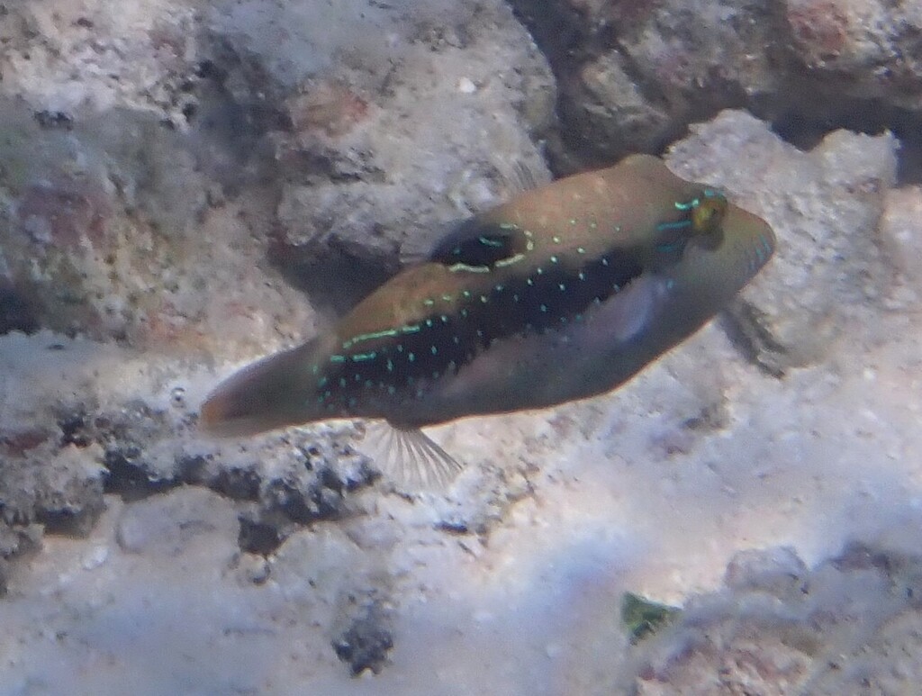 Bennett's sharpnose puffer