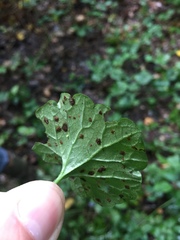 Puccinia glechomatis