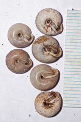Euchemotrema