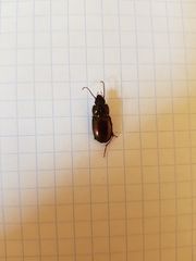 Pterostichus burmeisteri