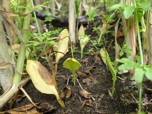 Ophioglossum namegatae iNat (2)