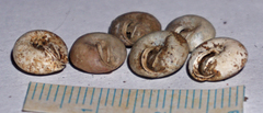 Euchemotrema