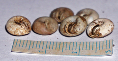 Euchemotrema