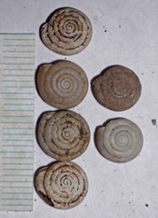 Euchemotrema