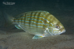 Pinfish photo 4