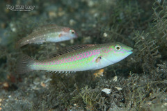 Bluelip Parrotfish photo 3