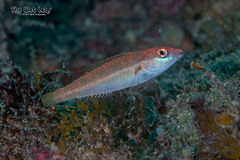 Bluelip Parrotfish photo 2