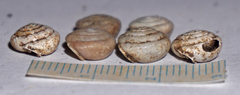 Euchemotrema