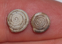 Euchemotrema