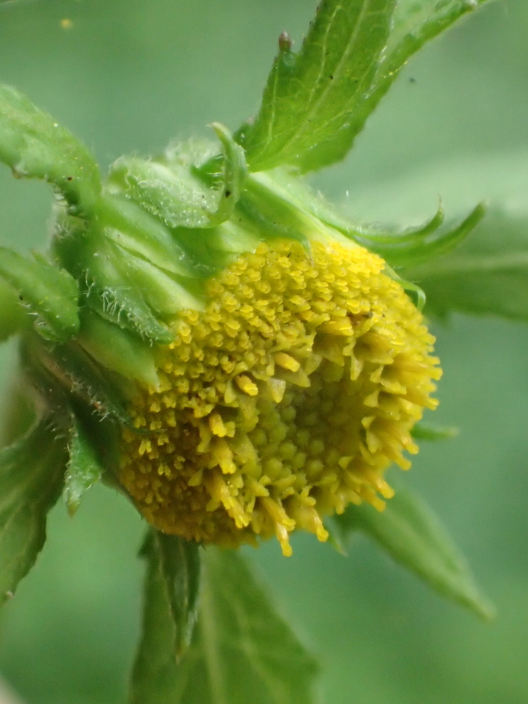 Carpesium nepalense (Carpesium nepalense)