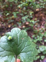 Rondaniola bursaria