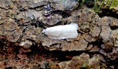 Acleris logiana