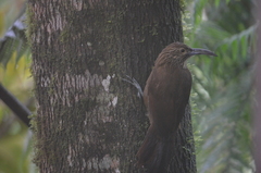 Xiphocolaptes promeropirhynchus