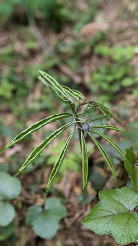Image of Arisaema heterophyllum by (c) 許文俊, some rights reserved (CC BY-SA)