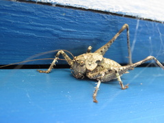 Thyreonotus bidens