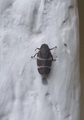 Aeneolamia albofasciata