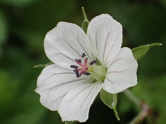 Geranium wilfordii