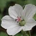 Geranium wilfordii - Photo no rights reserved, uploaded by 葉子