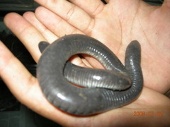 Dermophis mexicanus