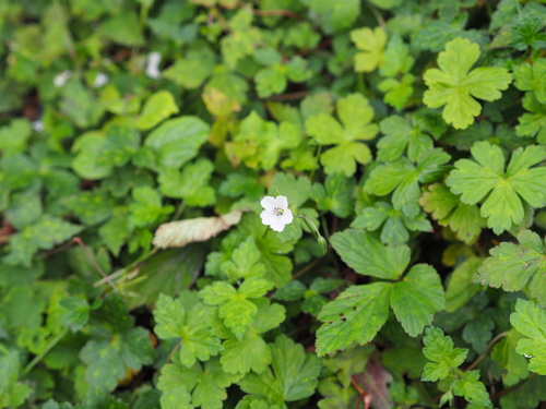 Image of Geranium wilfordii by no rights reserved