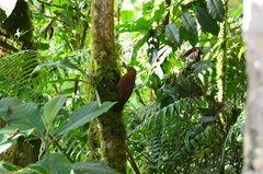 Xiphocolaptes promeropirhynchus