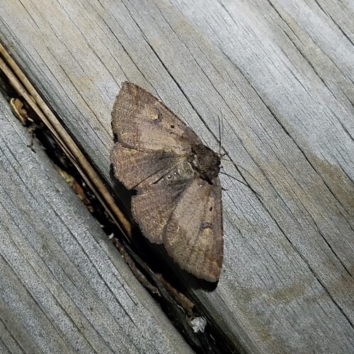 Dixie Zale Moth photo 4