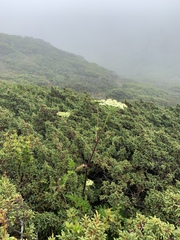 Angelica morrisonicola