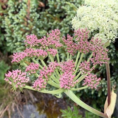 Angelica morrisonicola