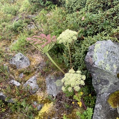 Angelica morrisonicola