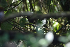 Turdus serranus