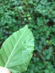 Aculops macrotrichus