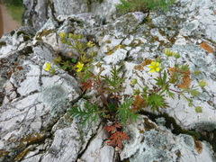 Potentilla tergemina